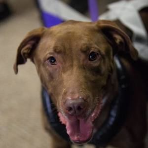 Meet your Posher, Skadi